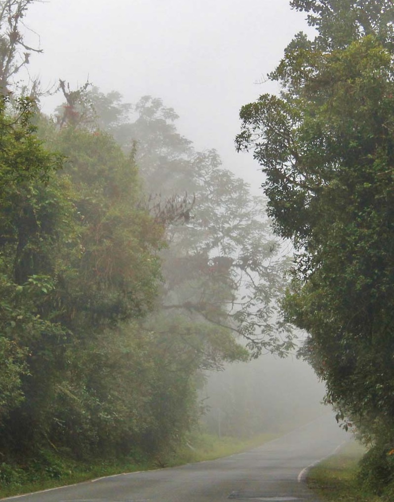 Magical drive through the Cloud Forest